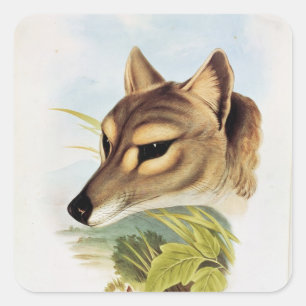 Tasmanian Wolf oder Tiger Quadratischer Aufkleber