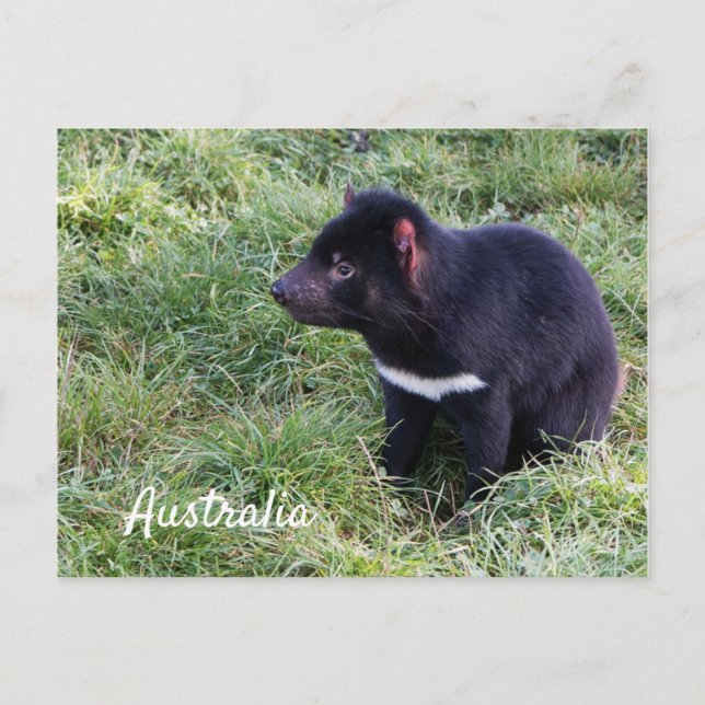 Tasmanischer Teufel im Gras, Tasmanien, Australien Postkarte (Vorderseite)