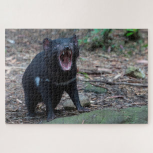 Tasmanischer Teufel in Tasmanien Australien, 1014