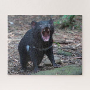 Tasmanischer Teufel in Tasmanien Australien, 520 S