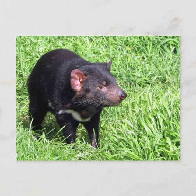 Tasmanischer Teufel Postkarte (Vorderseite)
