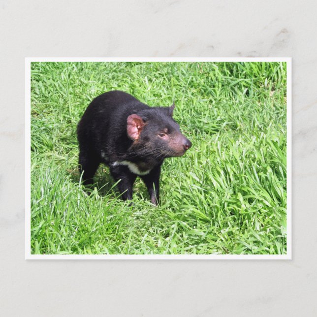 Tasmanischer Teufel Postkarte (Vorderseite)