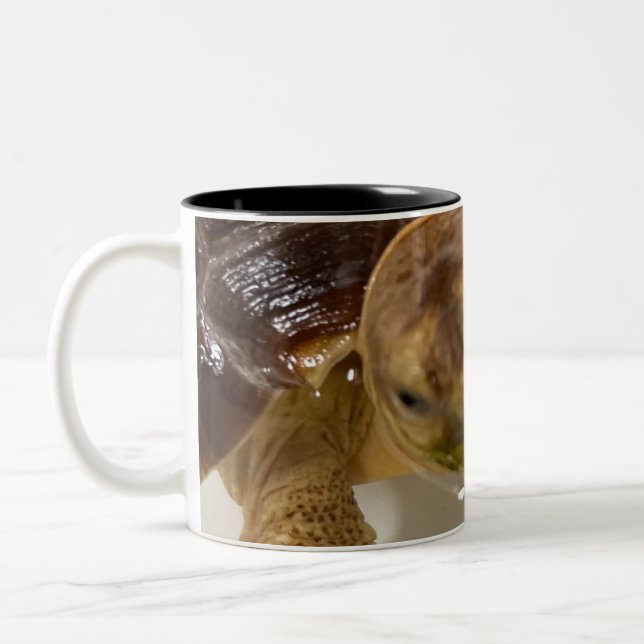Tasse (Links)