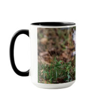Tasse