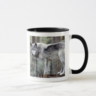 TASSE 24114488