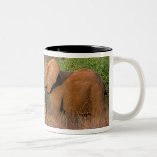 Tasse 2 Couleurs Afrique, Kenya, Samburu. Défi des éléphants