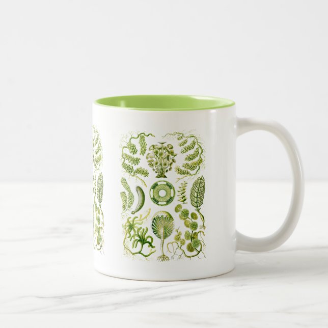 Tasse 2 Couleurs Algues (Droit)