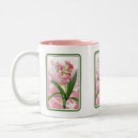 Amaryllis