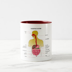 Tasse 2 Couleurs Appareil digestif…