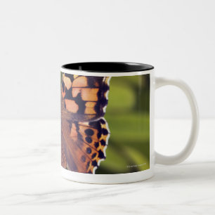 Tasse 2 Couleurs cardui de vanessa - l'Europe, Allemagne, Bavière,