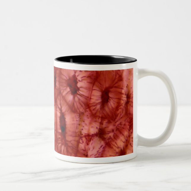 Tasse 2 Couleurs Cellules de Sclerenchyma d'un puits de cerise (Droit)