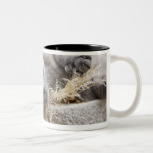 Tasse 2 Couleurs Chat gris se situant dans le pot, Olargues,