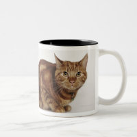 Chat tigré orange