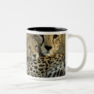 Tasse 2 Couleurs Cheetah, Acinonyx jubatus, avec petit dans le Masa