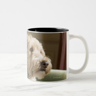 Tasse 2 Couleurs Chien se reposant dans le fauteuil