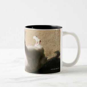 Tasse 2 Couleurs Chien se trouvant sur le plancher