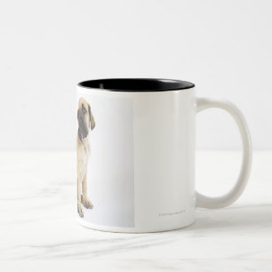 Tasse 2 Couleurs Chiot de great dane se reposant dans le studio
