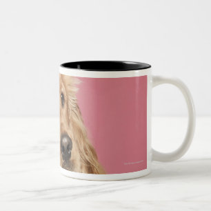 Tasse 2 Couleurs Cocker anglais (10 mois)