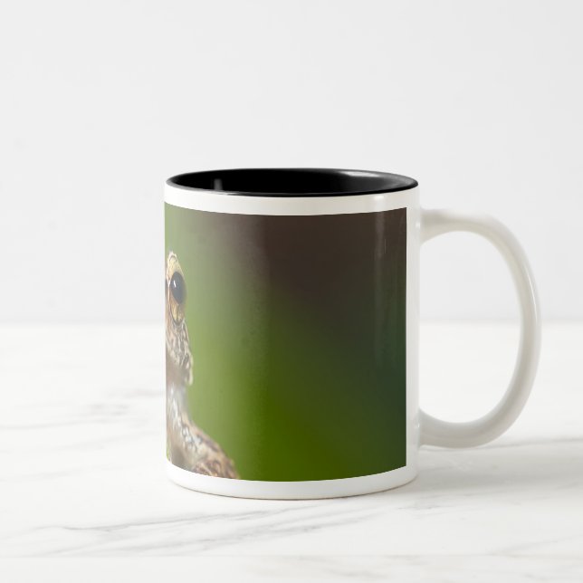 Tasse 2 Couleurs Coqui commun, Eleutherodactylus coqui (Droit)
