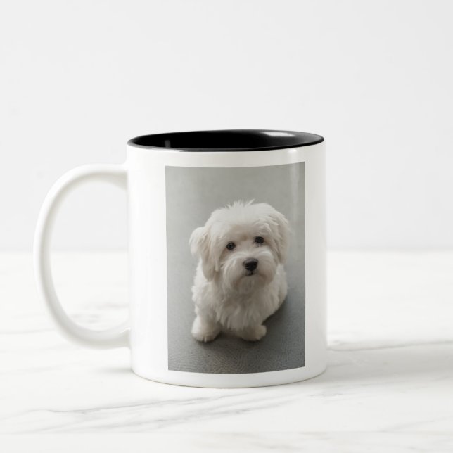 Tasse 2 Couleurs Coton de Tulear Puppy de Maisie (Gauche)