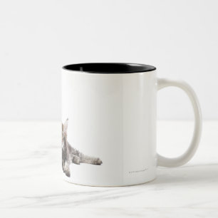Tasse 2 Couleurs Deux chatons de chat de ragondin du Maine