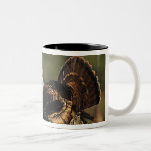 Tasse 2 Couleurs Dindon sauvage, Meleagris gallopavo,mâles