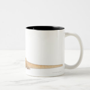 Tasse 2 Couleurs Dragon barbu scaleless de SilkBacks - Pogona