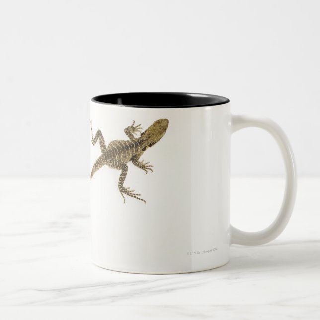 Tasse 2 Couleurs Espèces arborescentes d'agamid indigènes à (Droit)