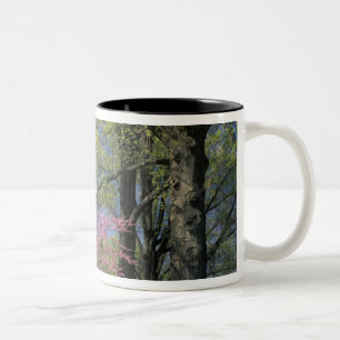 Tasse 2 Couleurs États-Unis, Kentucky, Louisville. Cercis canadensi