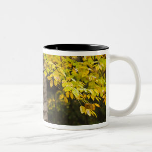 Tasse 2 Couleurs États-Unis, Tennessee, Gatlinburg. Great Smoky