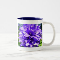 Fleur en grappe (Campanula glomerata Superba)