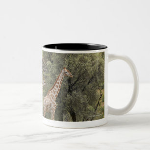 Tasse 2 Couleurs Girafe, camelopardalis de Giraffa, Kgalagadi 3