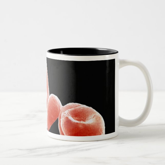 Tasse 2 Couleurs Globules rouges (Droit)