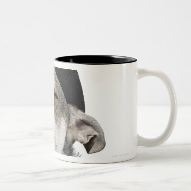 Tasse 2 Couleurs Grand-angulaire d'un chiwawa avec le sien observe (Droit)