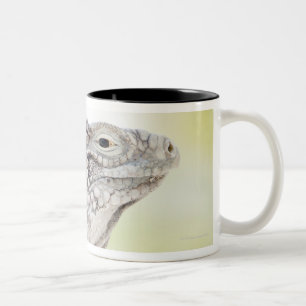 Tasse 2 Couleurs Grand iguane vert se dorant au soleil dans