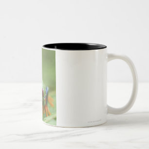 Tasse 2 Couleurs Grenouille d'arbre aux yeux rouges (callidryas