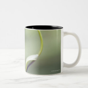 Tasse 2 Couleurs Grenouille sur la tige de plante, Biei, Hokkaido,