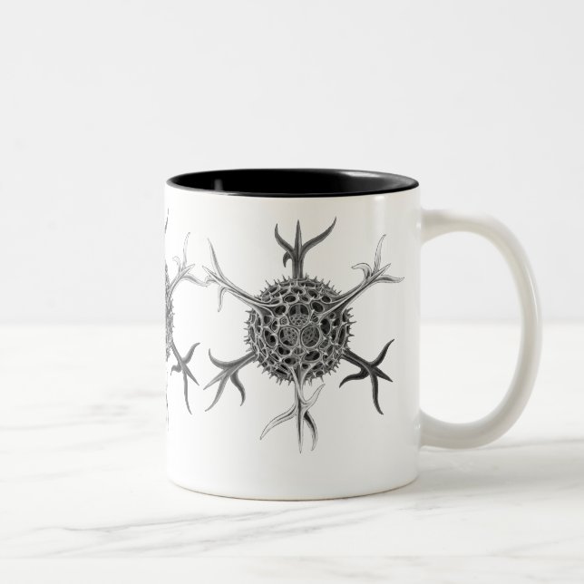 Tasse 2 Couleurs Haeckel (Droit)