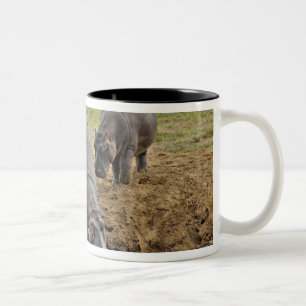 Tasse 2 Couleurs Hippopotame, Hippopotamus amphibius, Serengeti