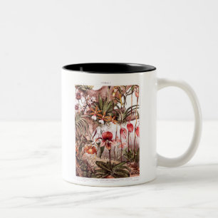 Tasse 2 Couleurs Illustration 1911 de variété de fleur d'orchidé
