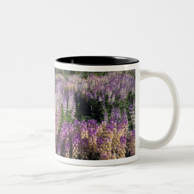 Tasse 2 Couleurs JARBIDGE WILDERNESS, NEVADA.États-Unis Lupine d'ép (Droit)