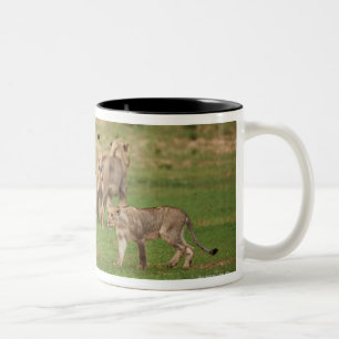 Tasse 2 Couleurs jeunes lions jouant, Panthera Lion, Kgalagadi