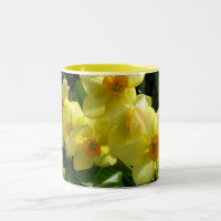 Jonquils/jonquilles/narcisse