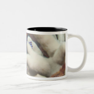 Tasse 2 Couleurs La vie sous-marine ; POISSONS : Un portrait d'un