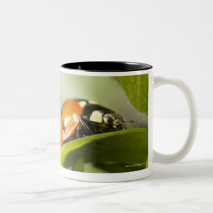 Tasse 2 Couleurs Ladybird sur la feuille, coccinelle sur la feuille