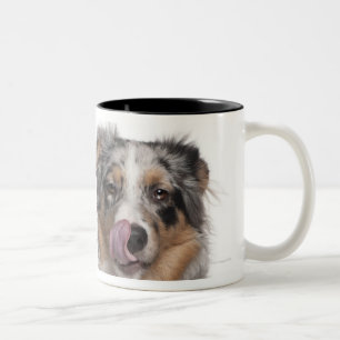 Tasse 2 Couleurs Lapin (de 1 an) se trouvant à côté d'un Austral