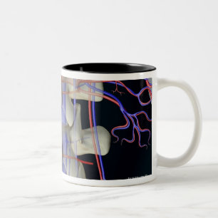 Tasse 2 Couleurs L'approvisionnement en sang de vertèbres lombaire