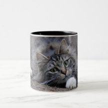 Le chat tigré sur vigilant préparent pour sauter