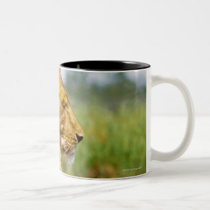 Tasse 2 Couleurs Lion se trouvant sur une roche