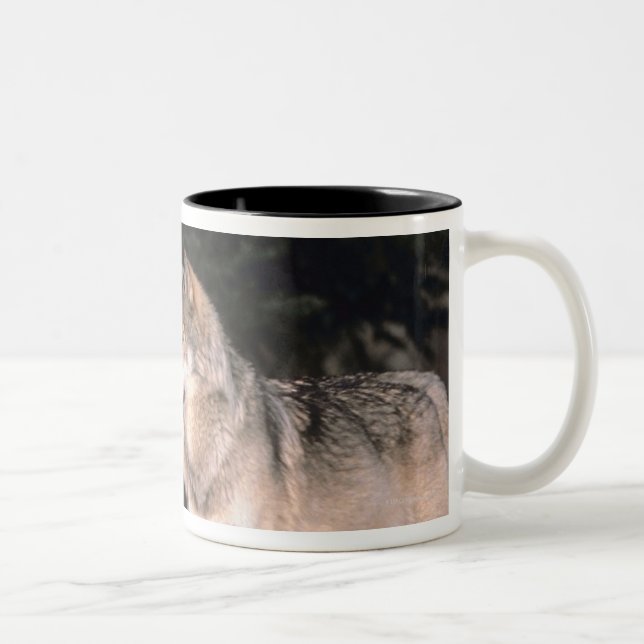 Tasse 2 Couleurs Loups gris (Droit)